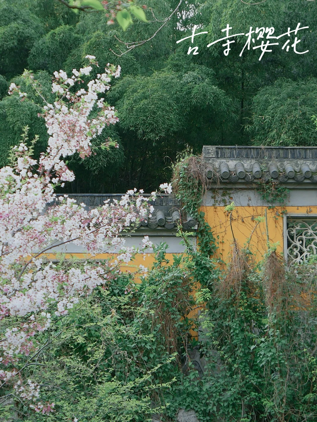 📍南京|接下来的鸡鸣寺🌸理想中的春日江南