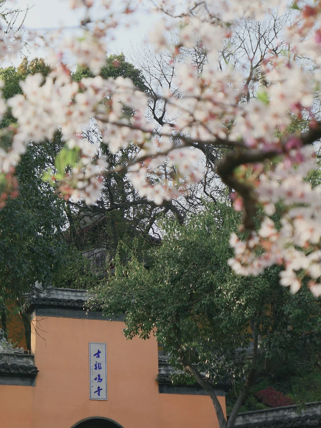 📍南京|接下来的鸡鸣寺🌸理想中的春日江南