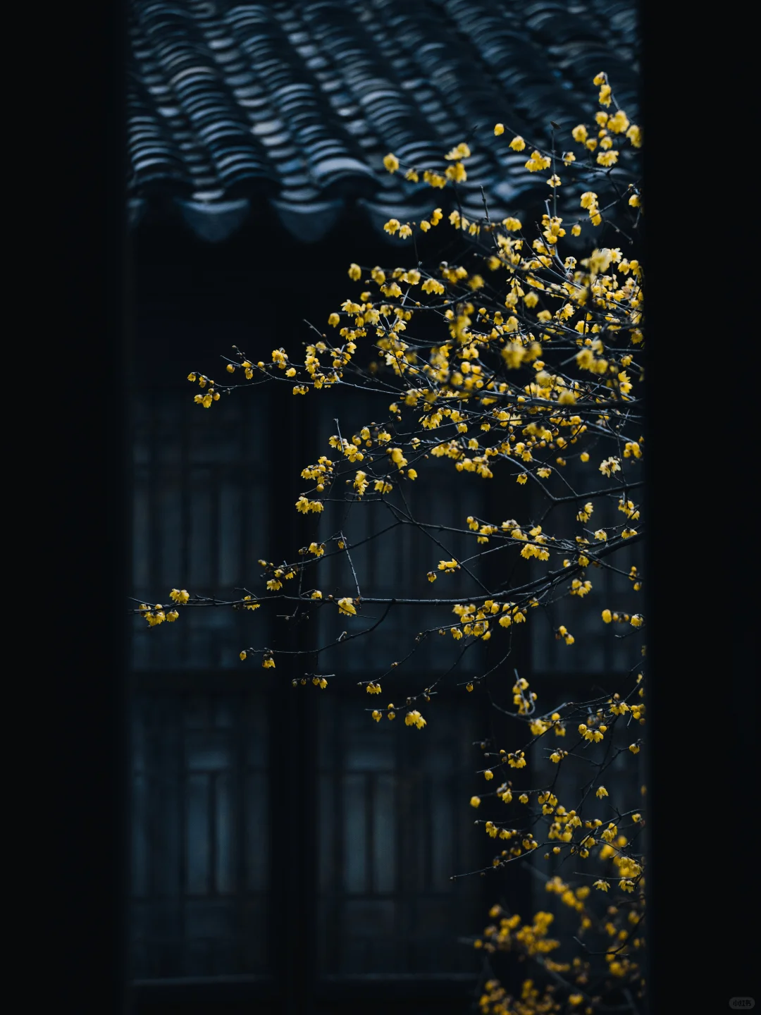 南京的春天，是一万次的春和景明。