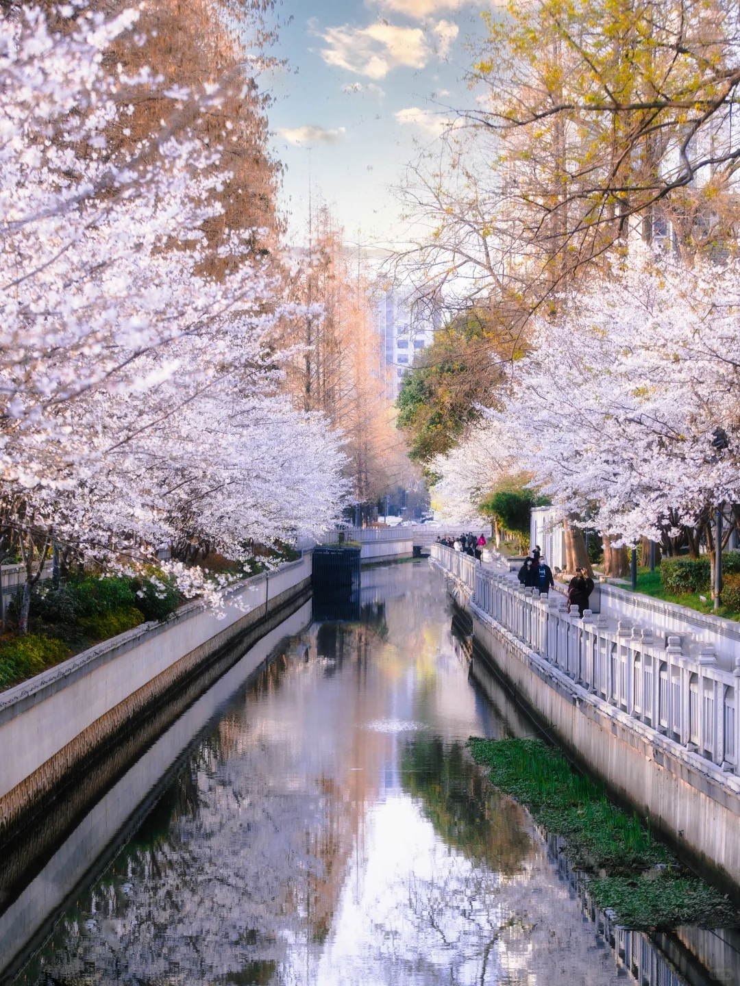 南京的春天，是一万次的春和景明。