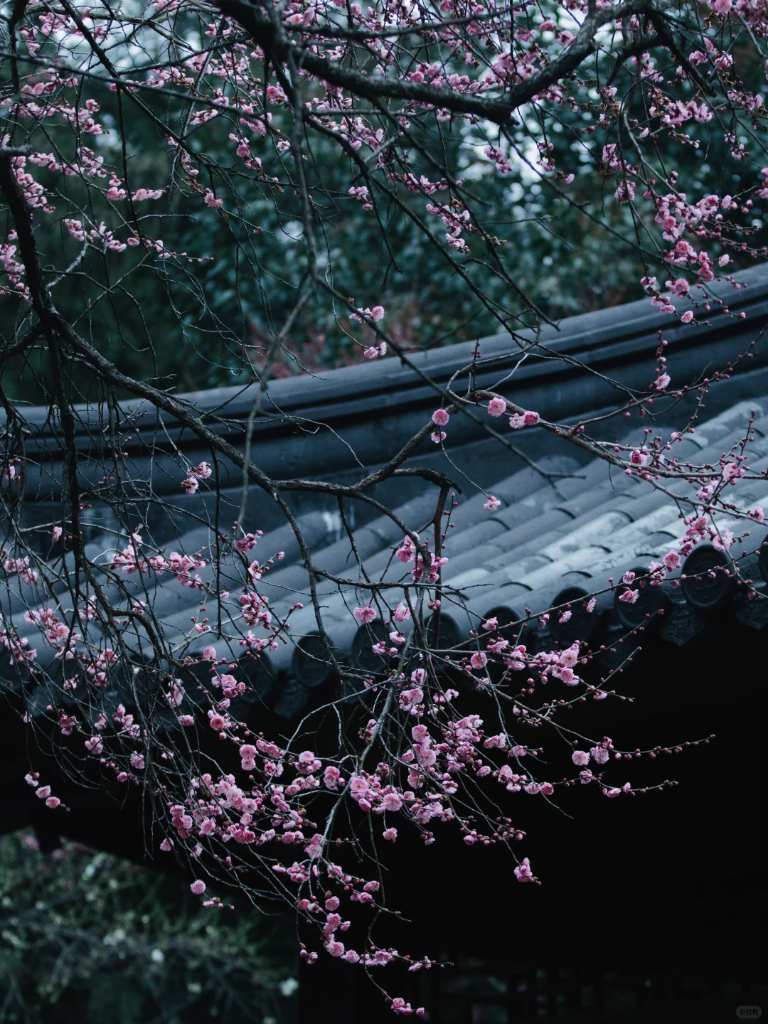 南京的春天，是一万次的春和景明。