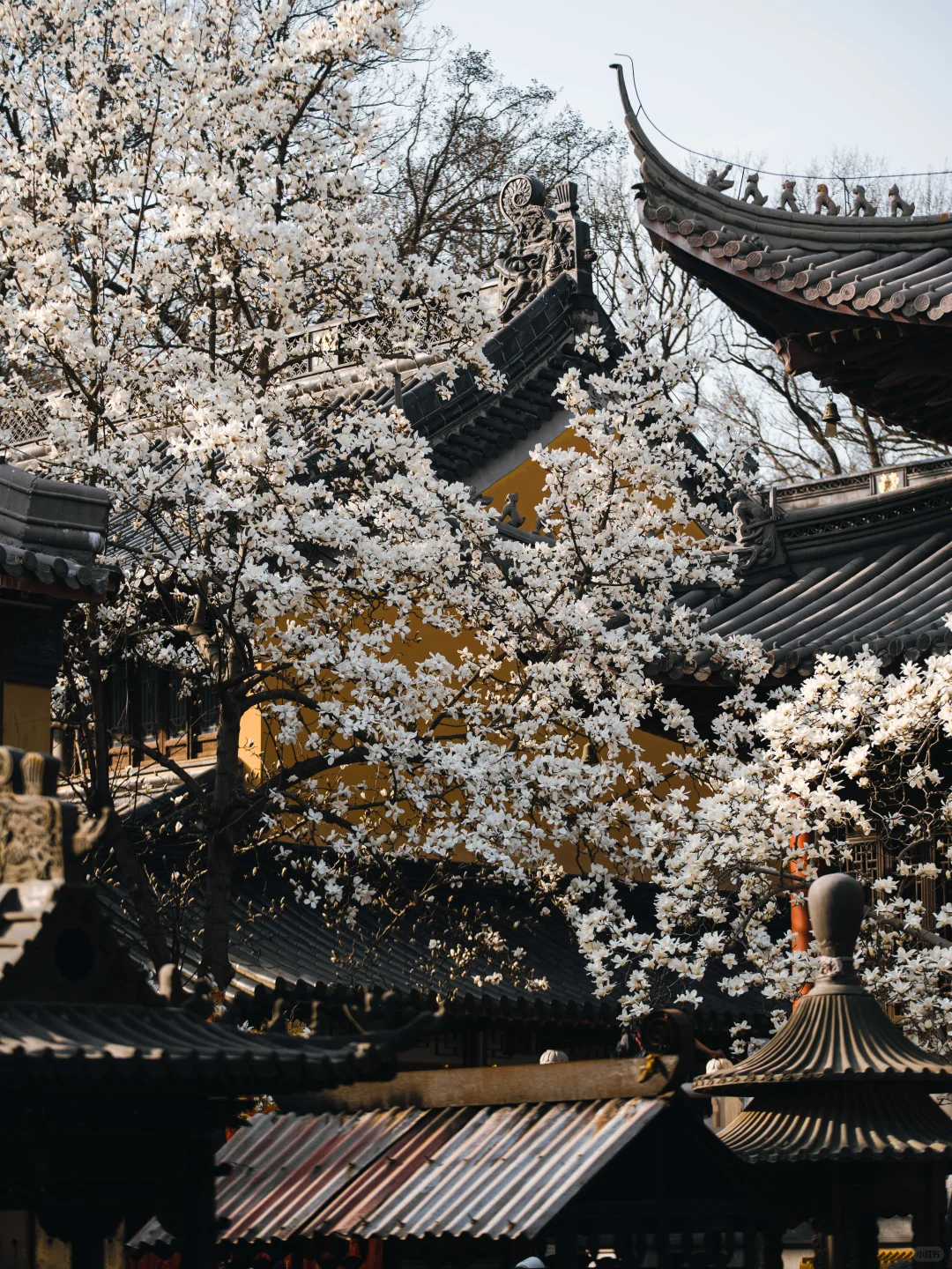 南京的春天，是一万次的春和景明。
