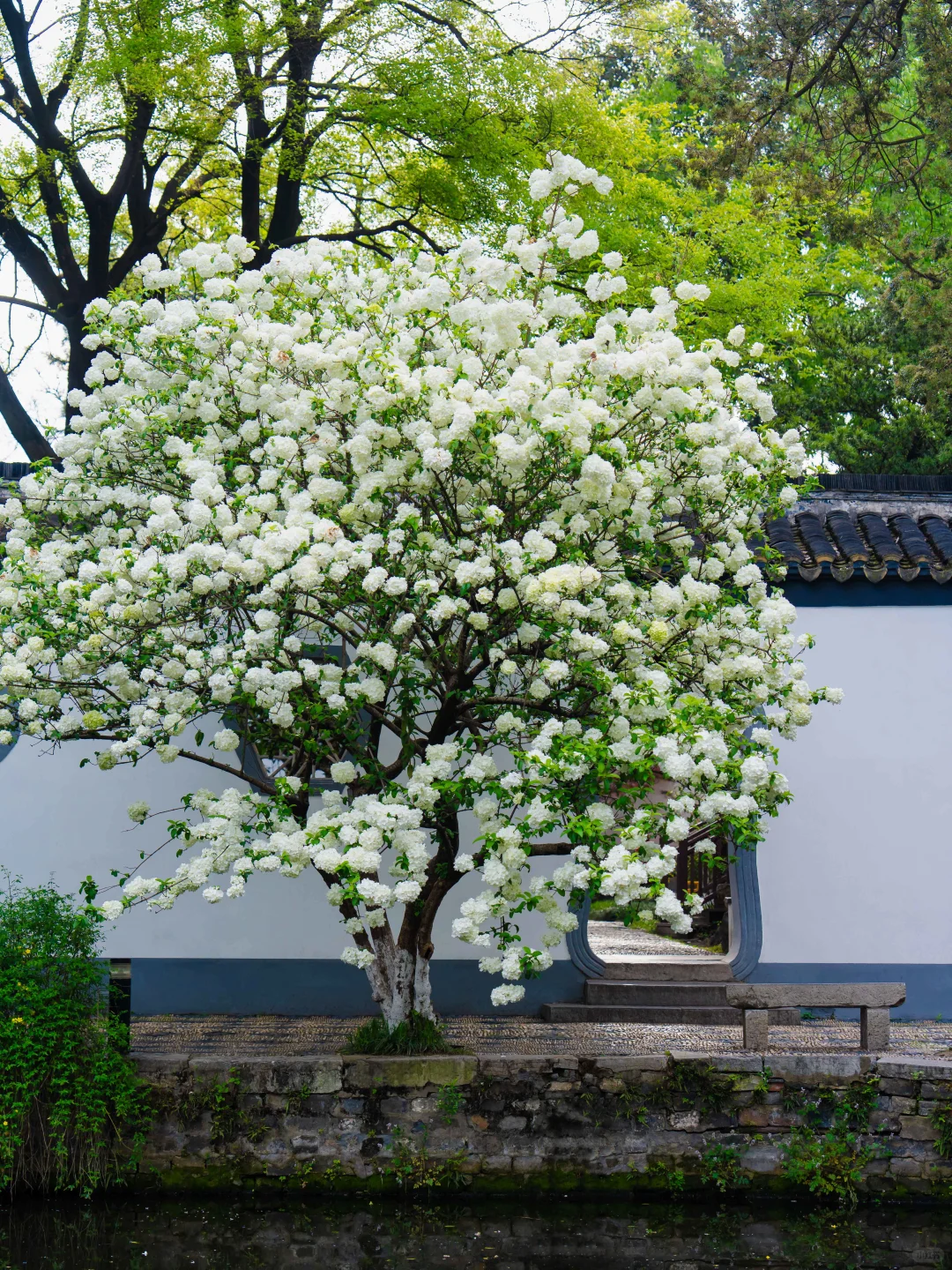 南京的春天，是一万次的春和景明。