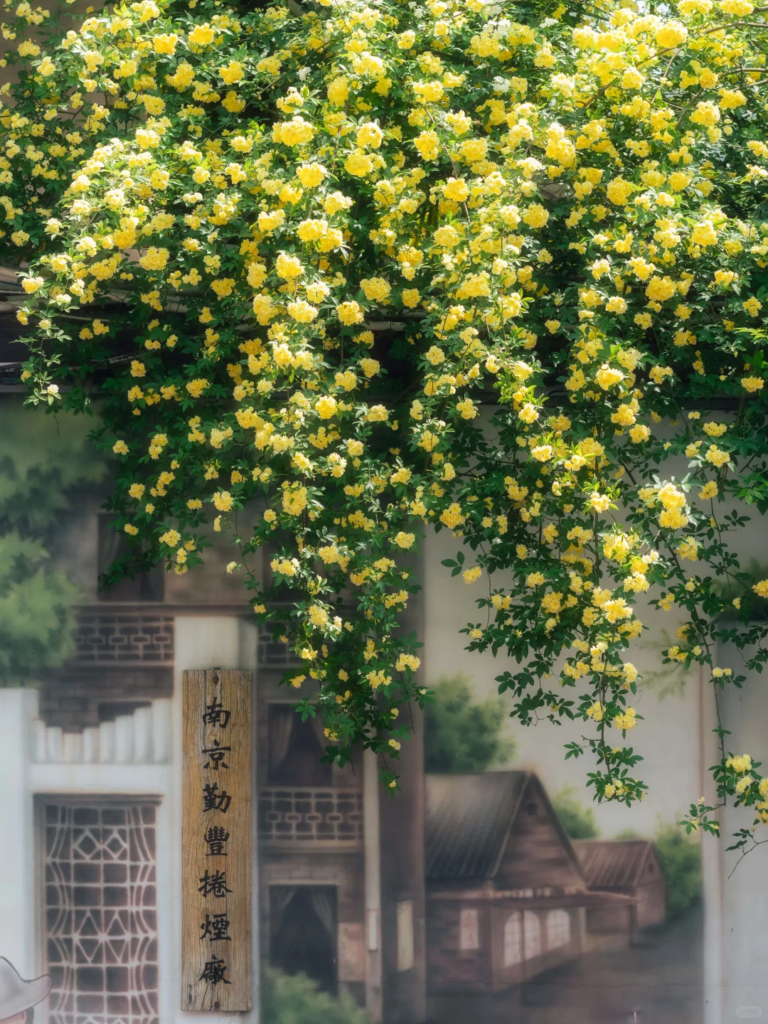 南京的春天，是一万次的春和景明。