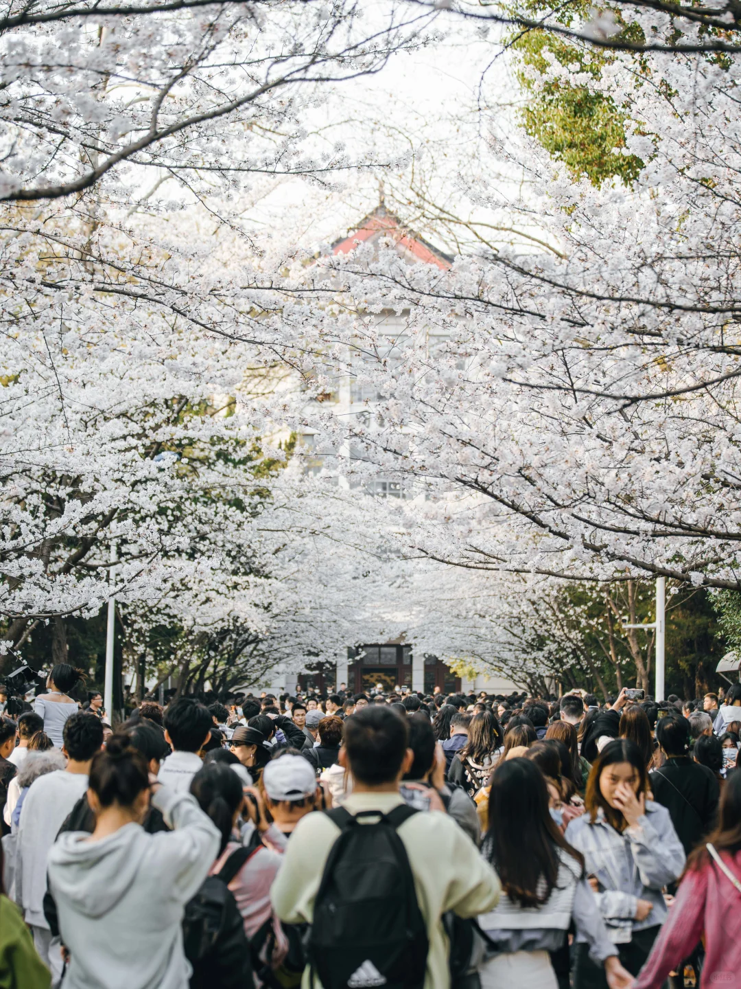 南京的春天，是一万次的春和景明。