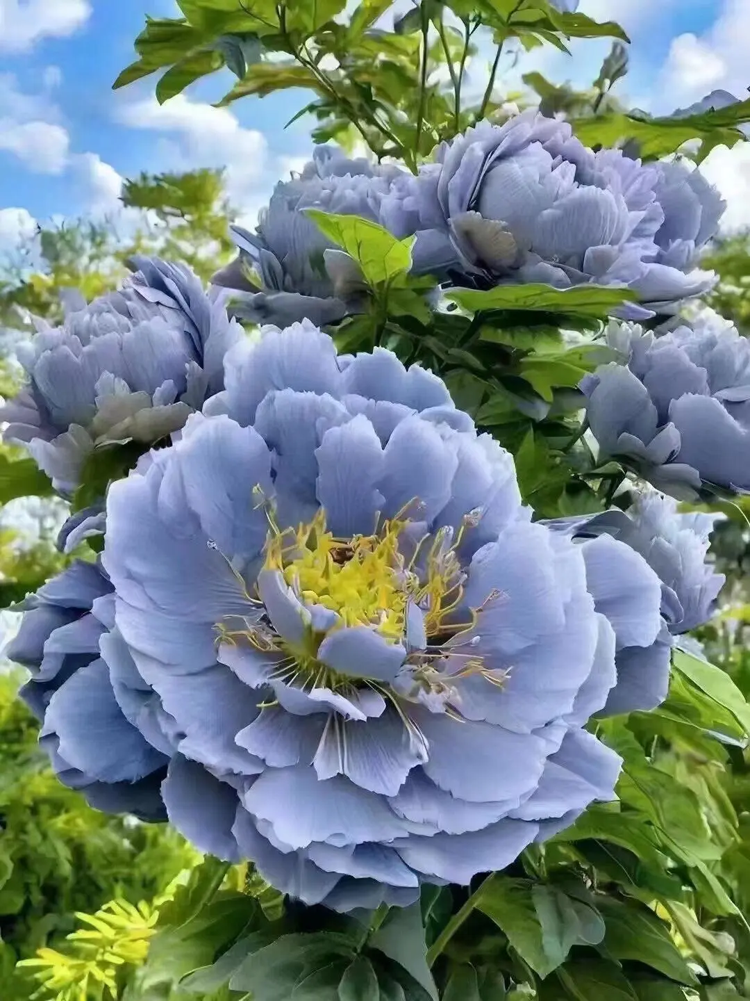 洛阳牡丹几月份看最佳