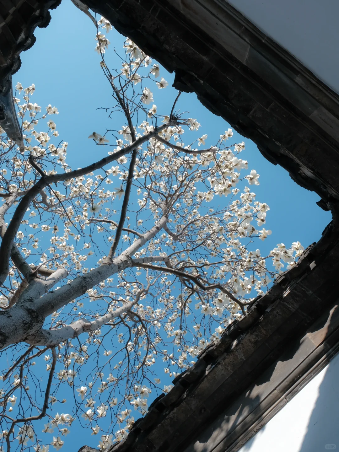 春节过后苏州将迎来一万次春和景明