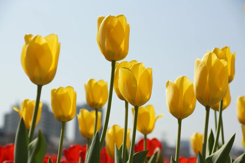 3月去赏花-河北篇（张家口承德廊坊等）
