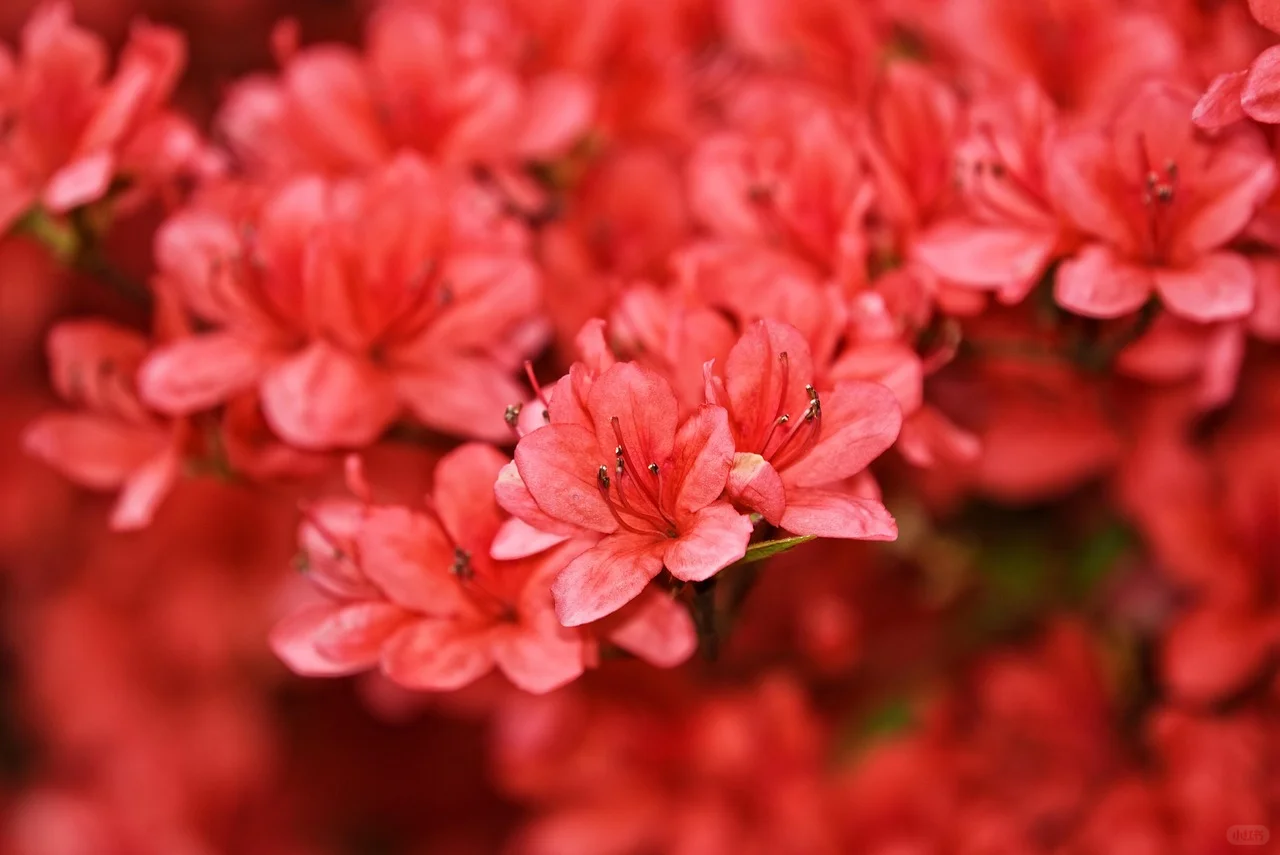 3月去赏花-河北篇（张家口承德廊坊等）
