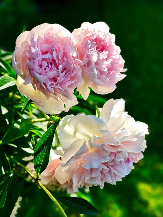 3月去赏花-河北篇（张家口承德廊坊等）