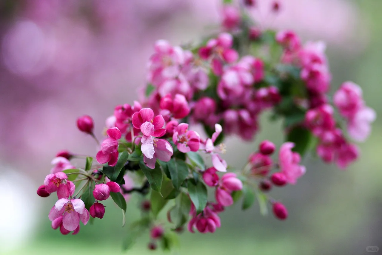 3月去赏花-河北篇（张家口承德廊坊等）
