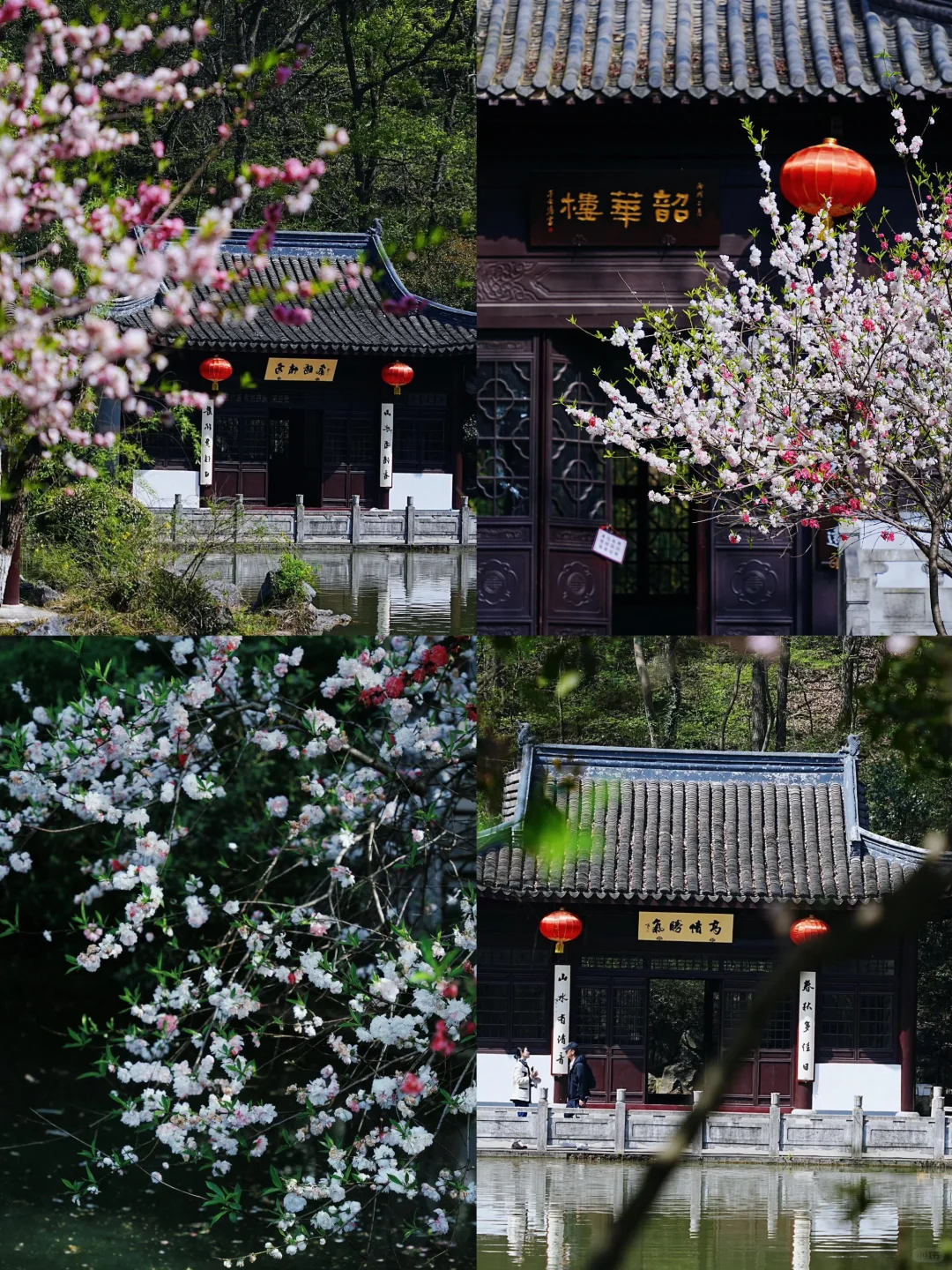 🌈镇江| 3-4月来真的很香，人少景美！