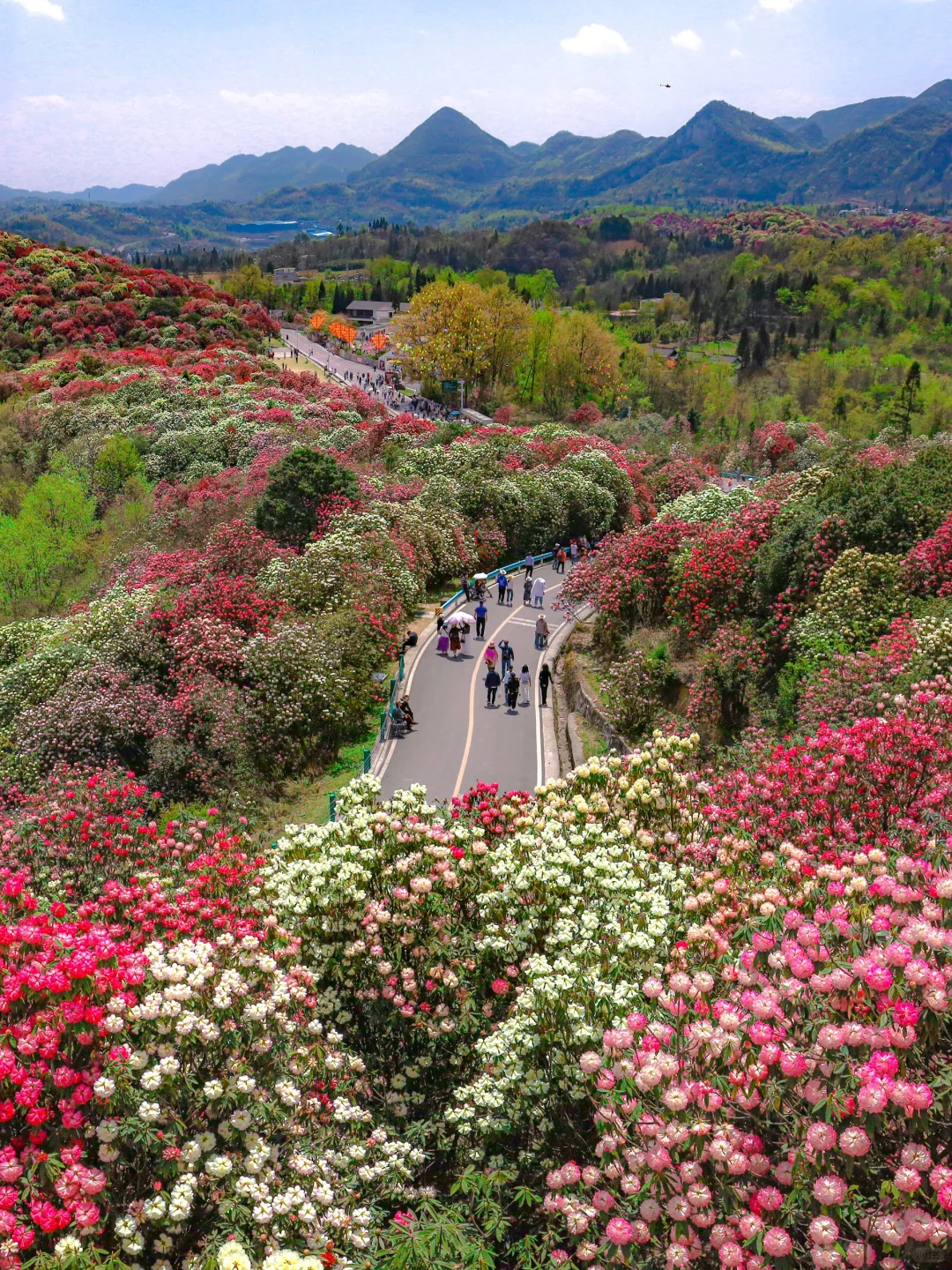 高铁直达！被春天漫山杜鹃花海🌸美哭了😭😭