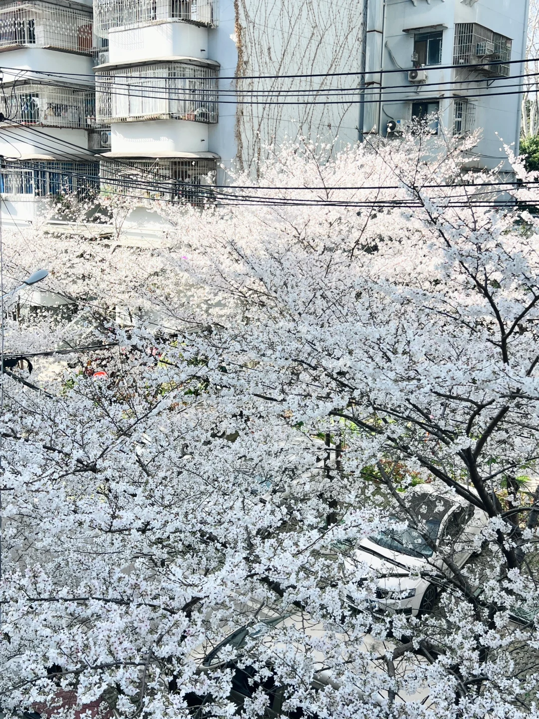 武汉樱花实况播报|这里樱花开成雪(3.21实拍