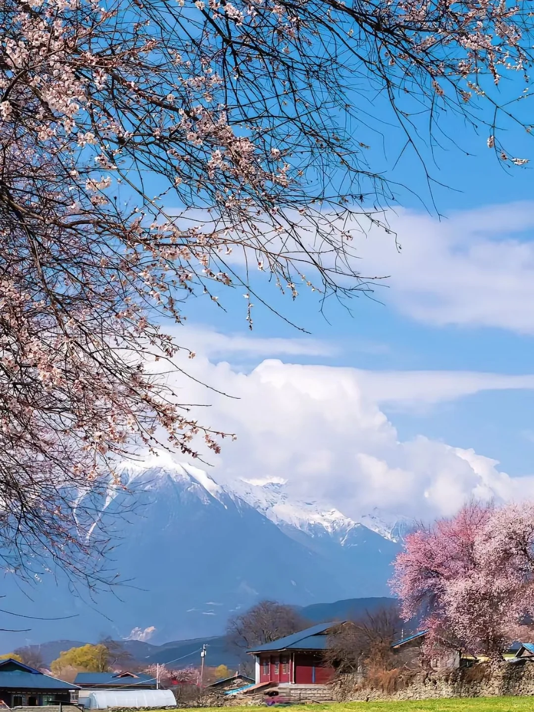 🏔3月林芝｜桃花雪山下的春日仙境🌸