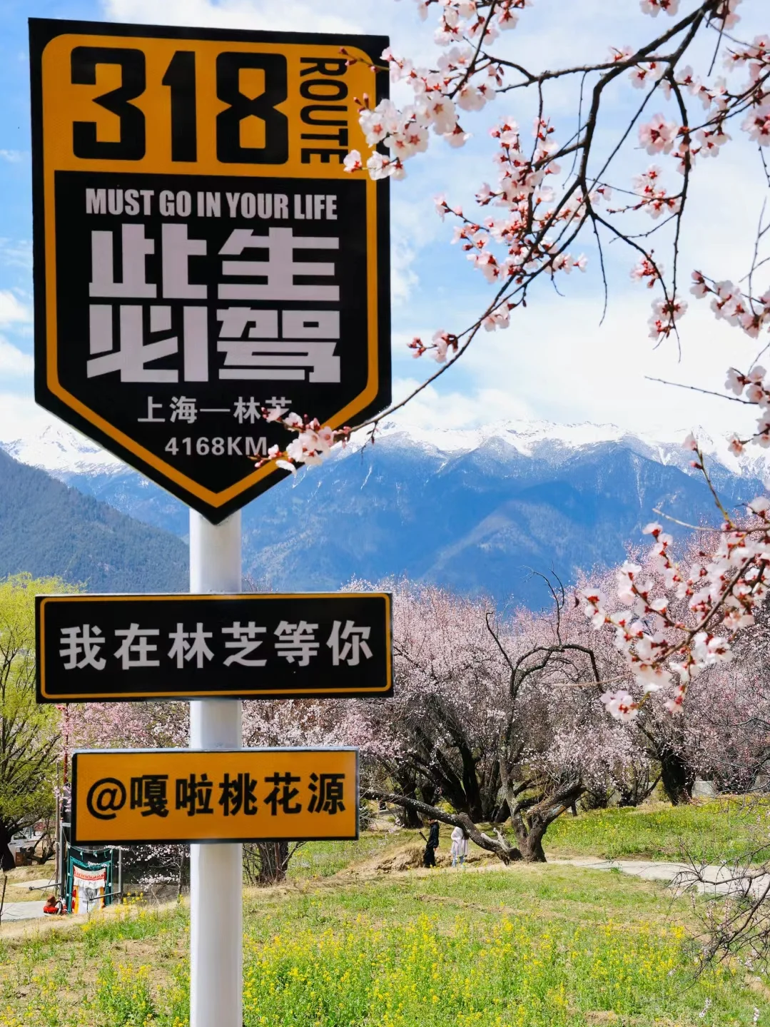 🏔3月林芝｜桃花雪山下的春日仙境🌸