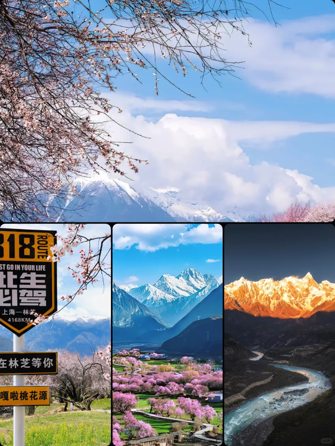 🏔3月林芝｜桃花雪山下的春日仙境🌸