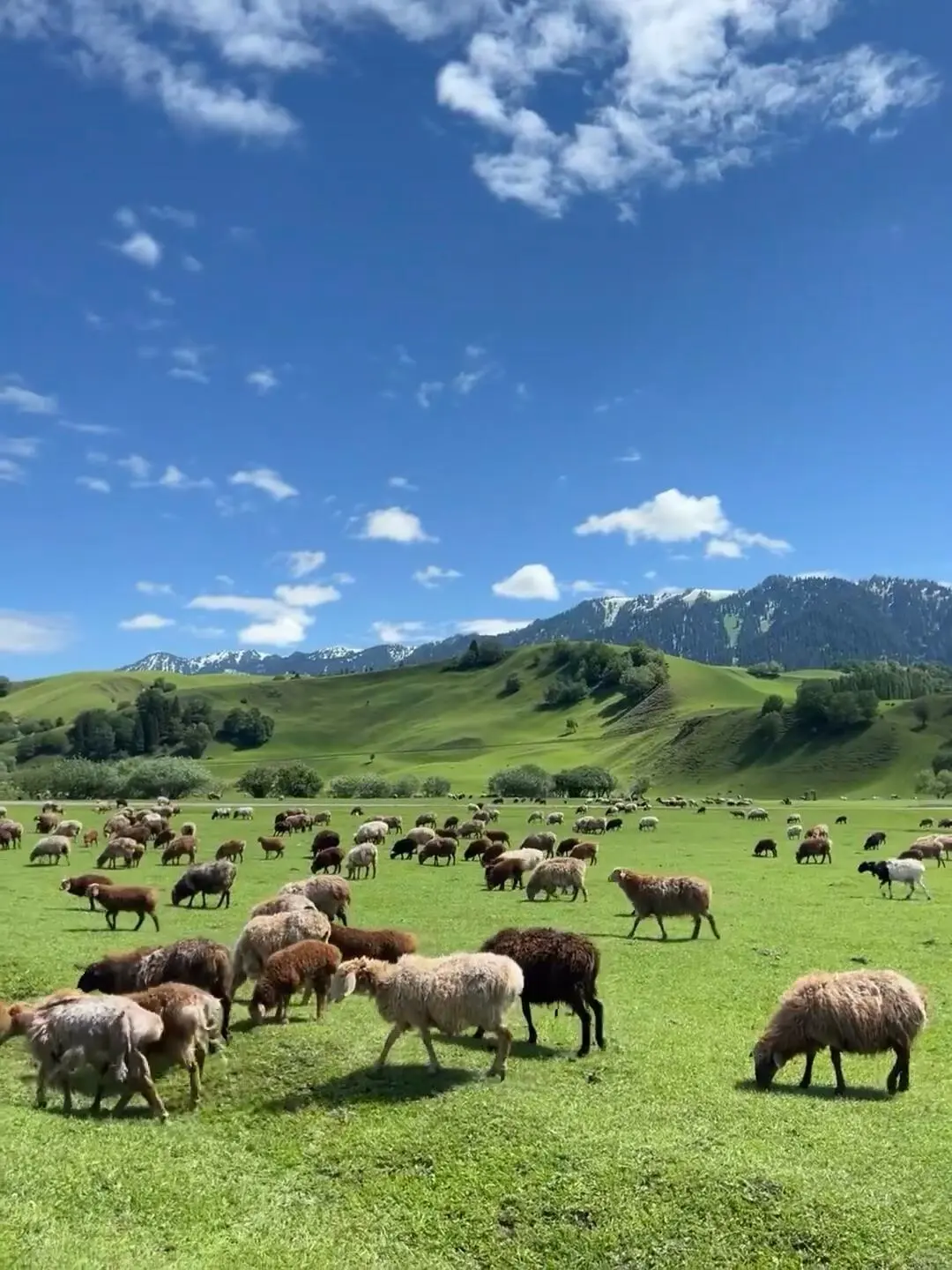 反向旅游｜5月就去新疆伊犁，别等6月人挤人