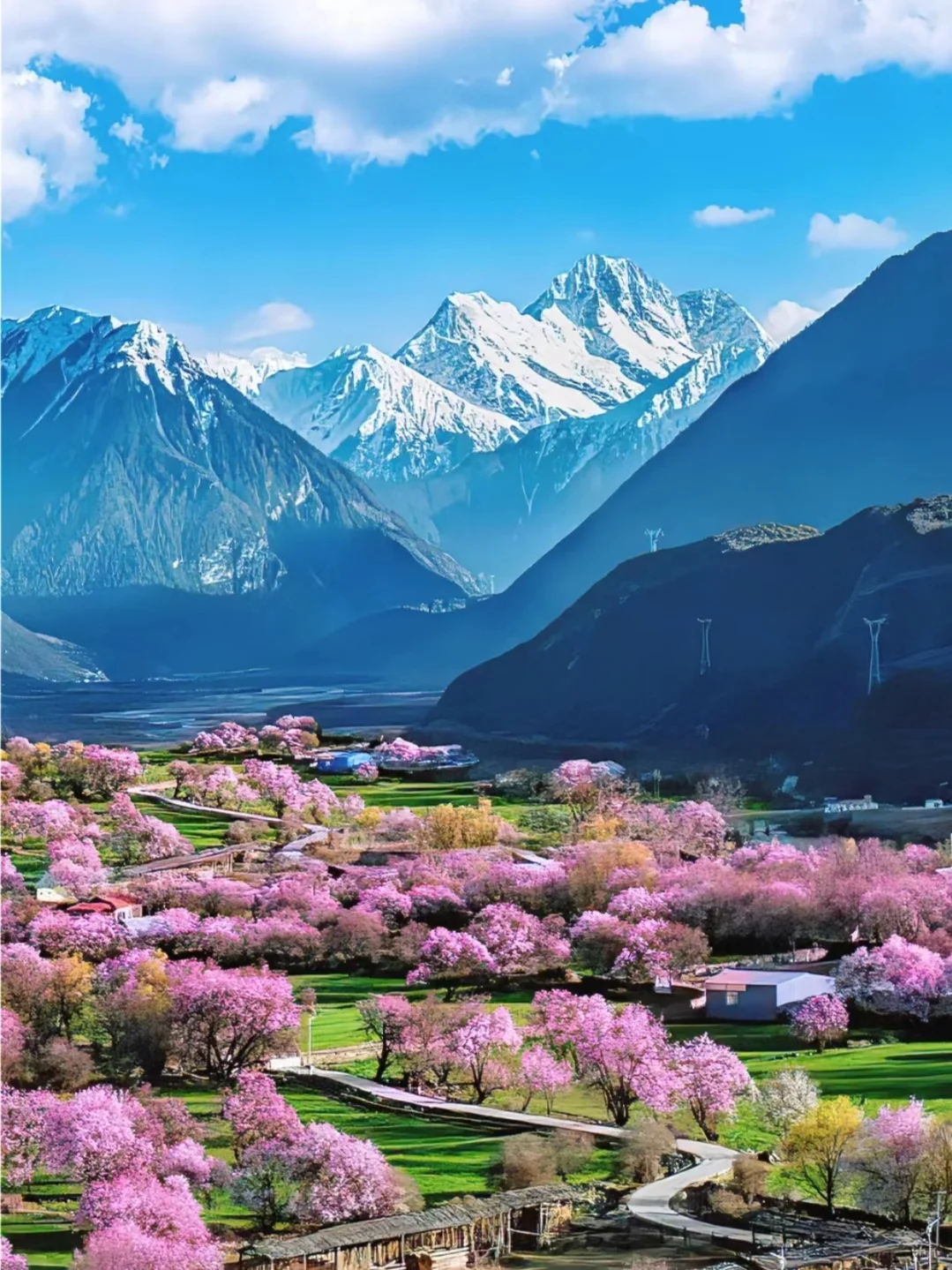 🏔3月林芝｜桃花雪山下的春日仙境🌸