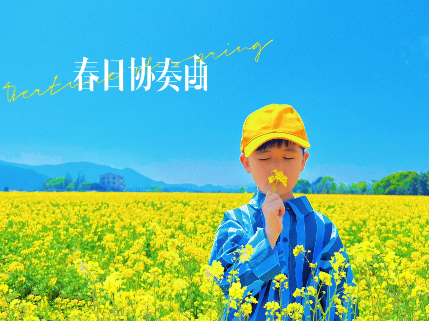 油菜花