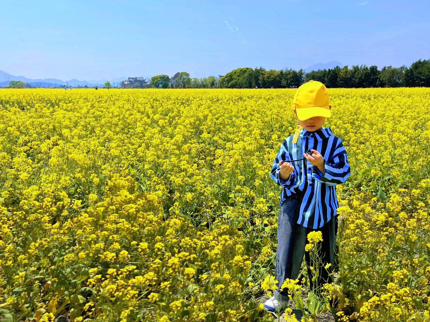 油菜花