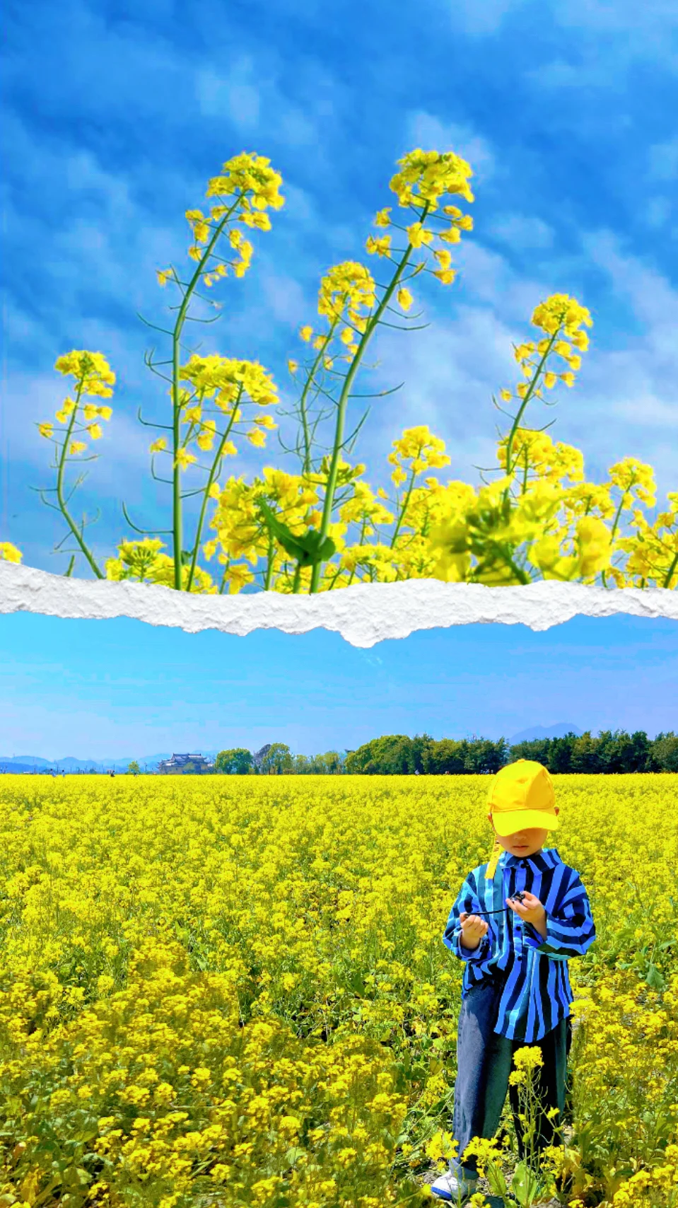 油菜花