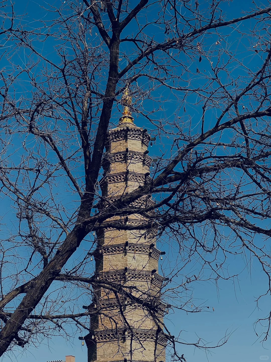 ｜ 凉州游🌿