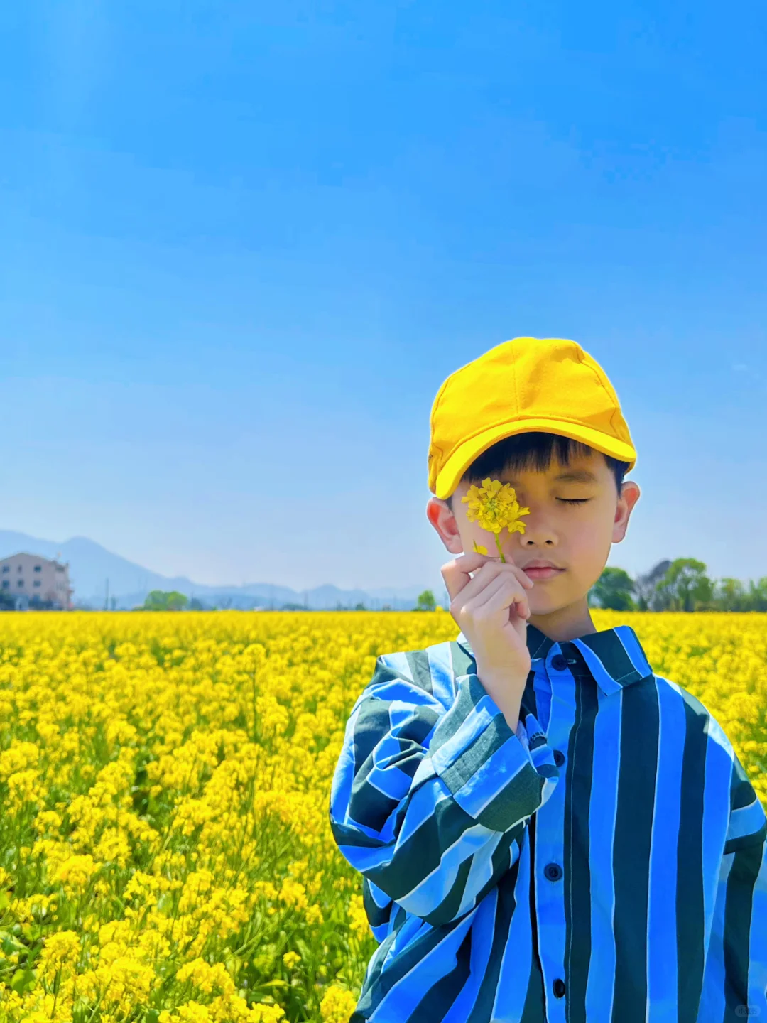 油菜花