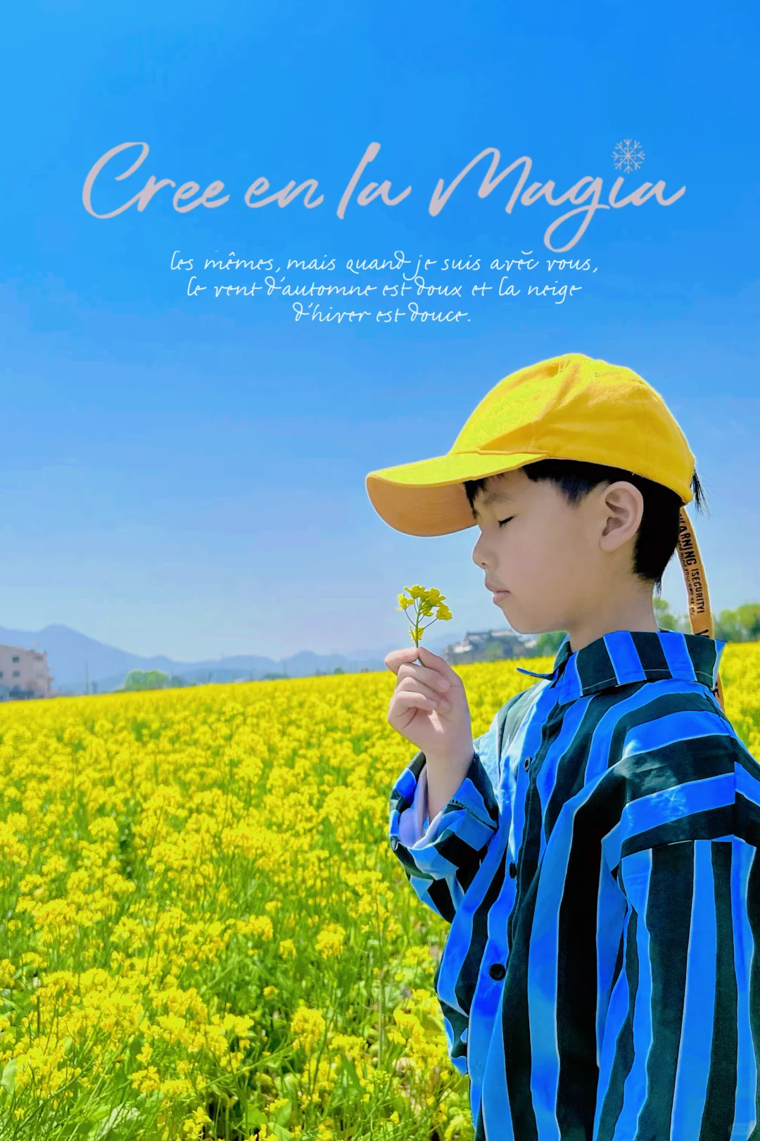 油菜花