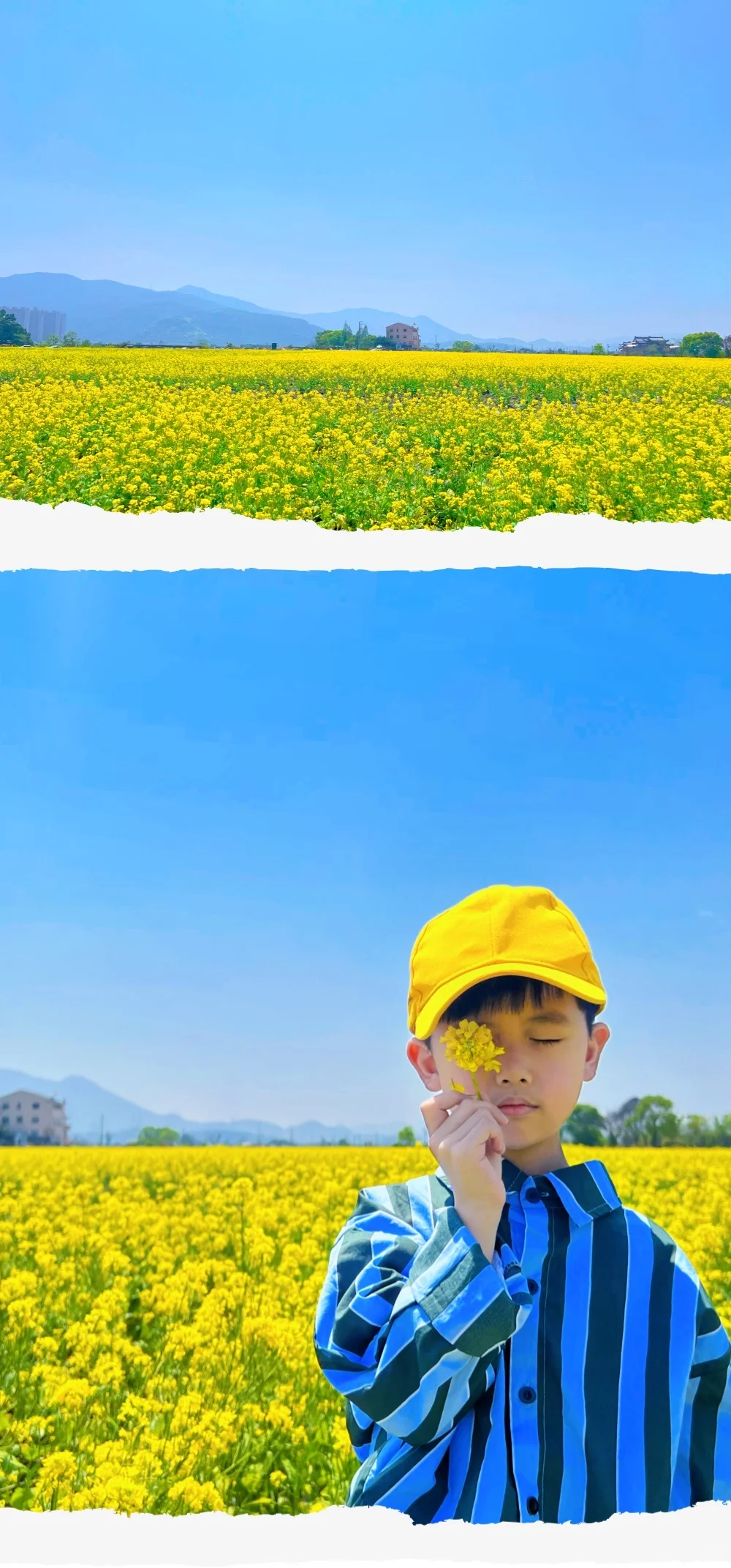 油菜花