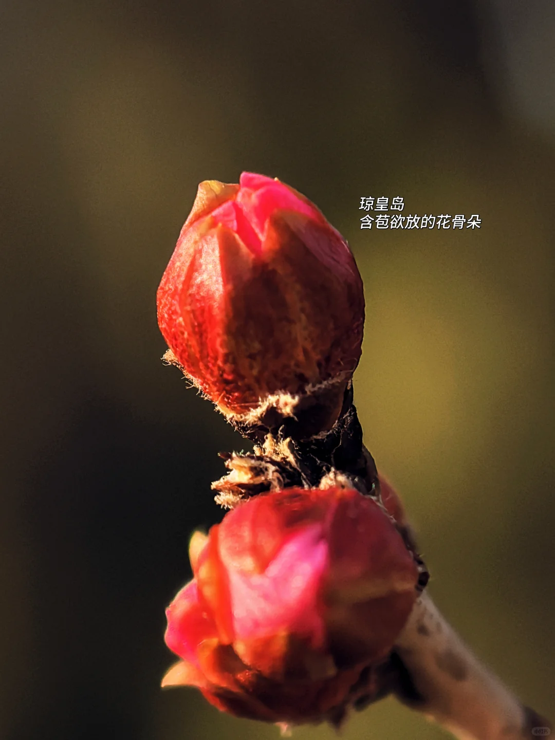 烟花三月下北海，不愧是老祖宗的🌸园！