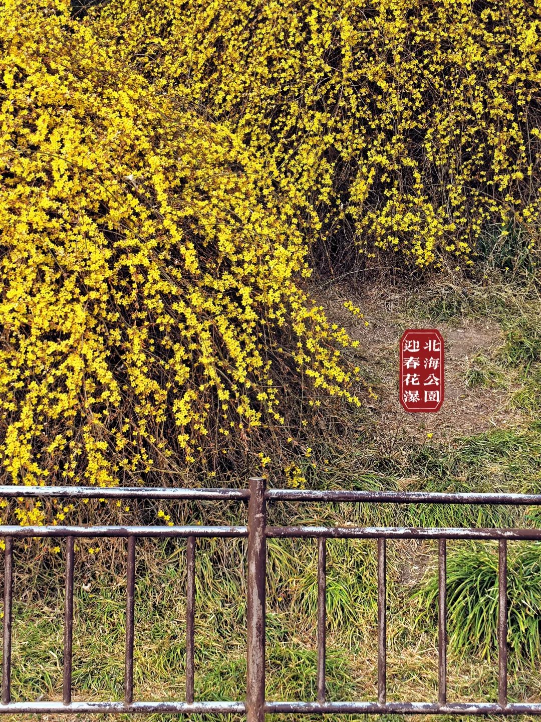 烟花三月下北海，不愧是老祖宗的🌸园！