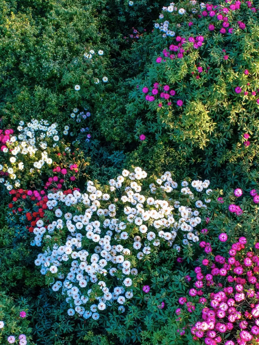 2025百里杜鹃花即将全面盛开🌺