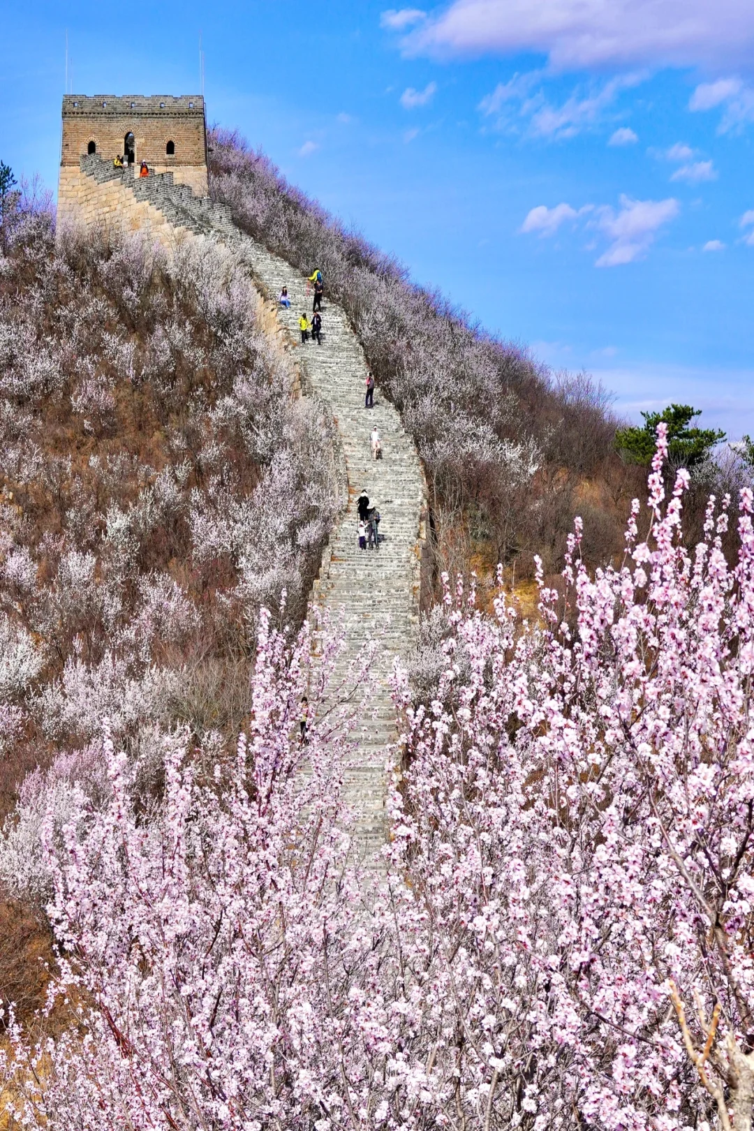 北京最美公路🚙一处免费被花海包围的长城🌸