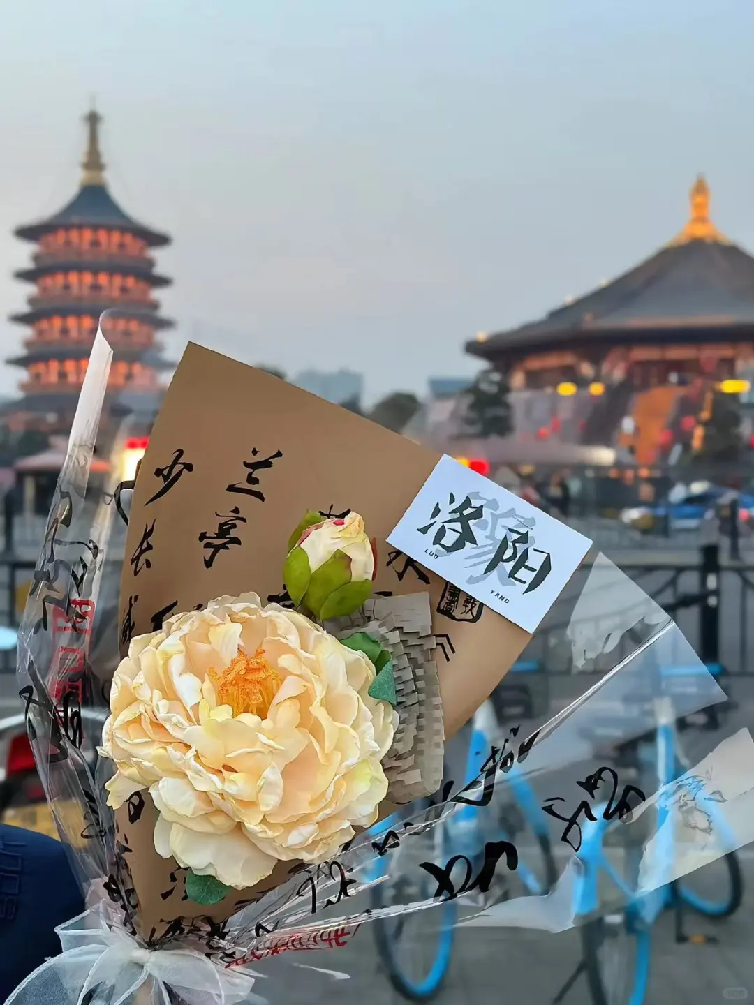 洛阳牡丹