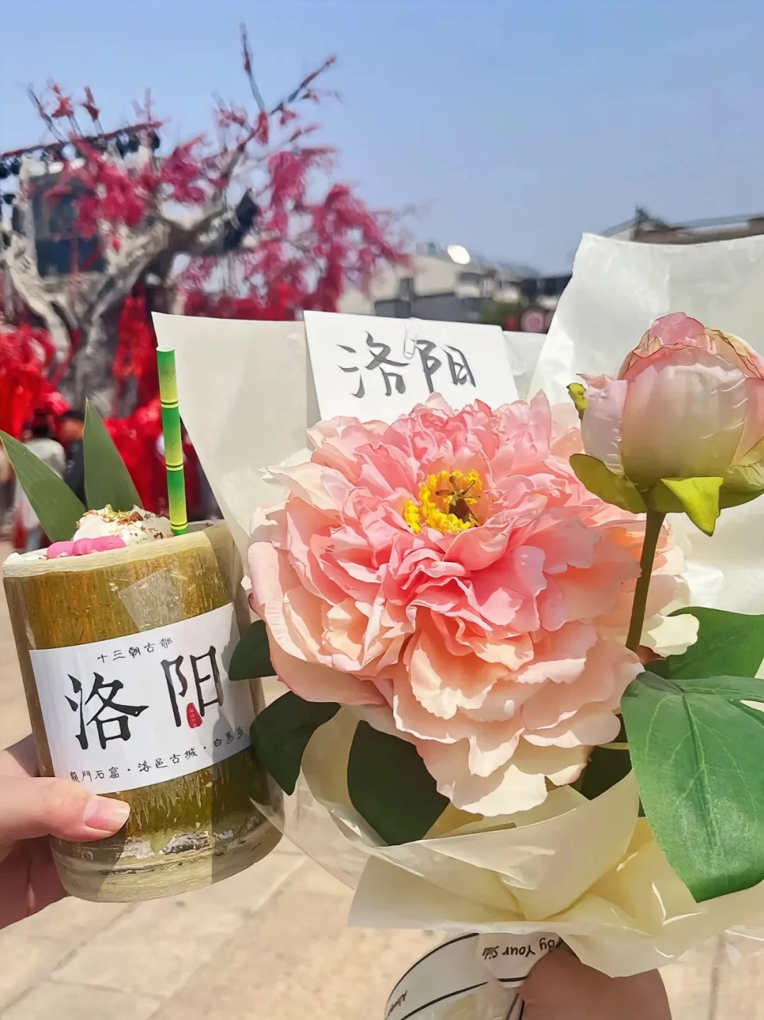 洛阳牡丹