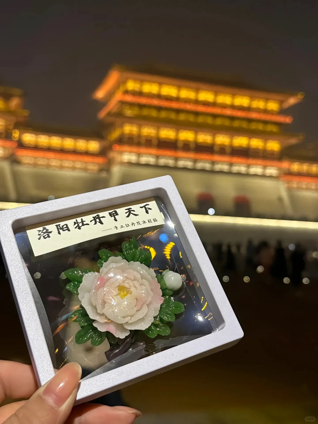 洛阳牡丹