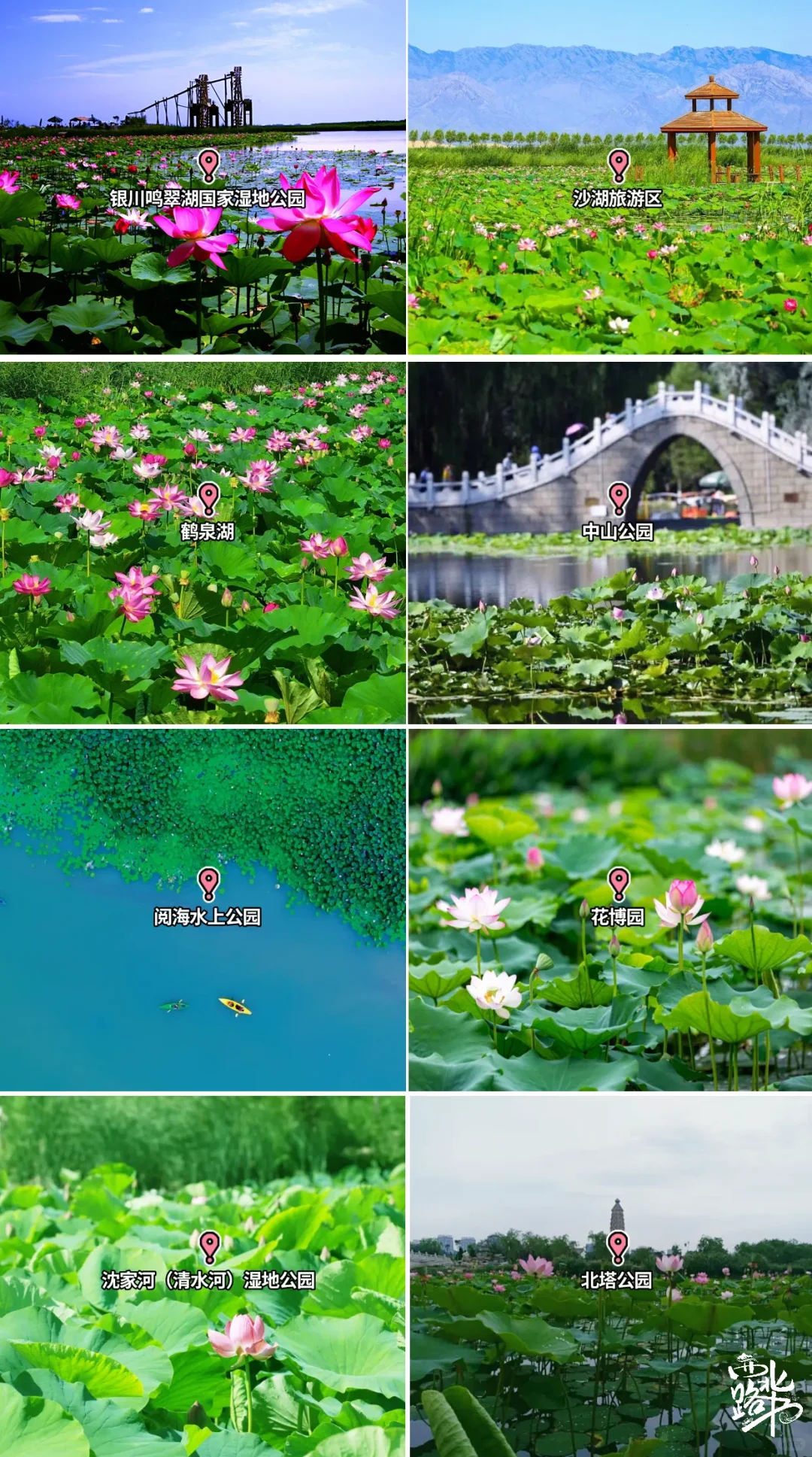 🌸【宁夏全年赏花地图｜承包你一整年的浪漫