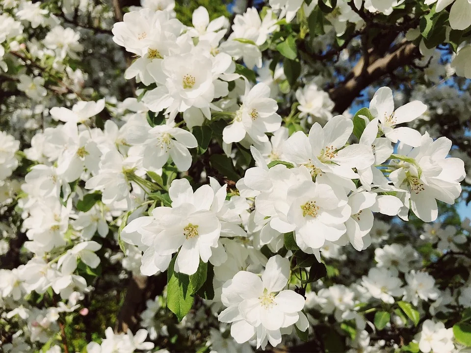 3月去赏花-河北篇（石家庄邯郸保定唐山）