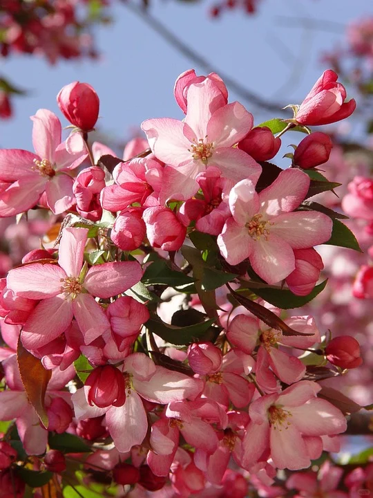 3月去赏花-河北篇（石家庄邯郸保定唐山）