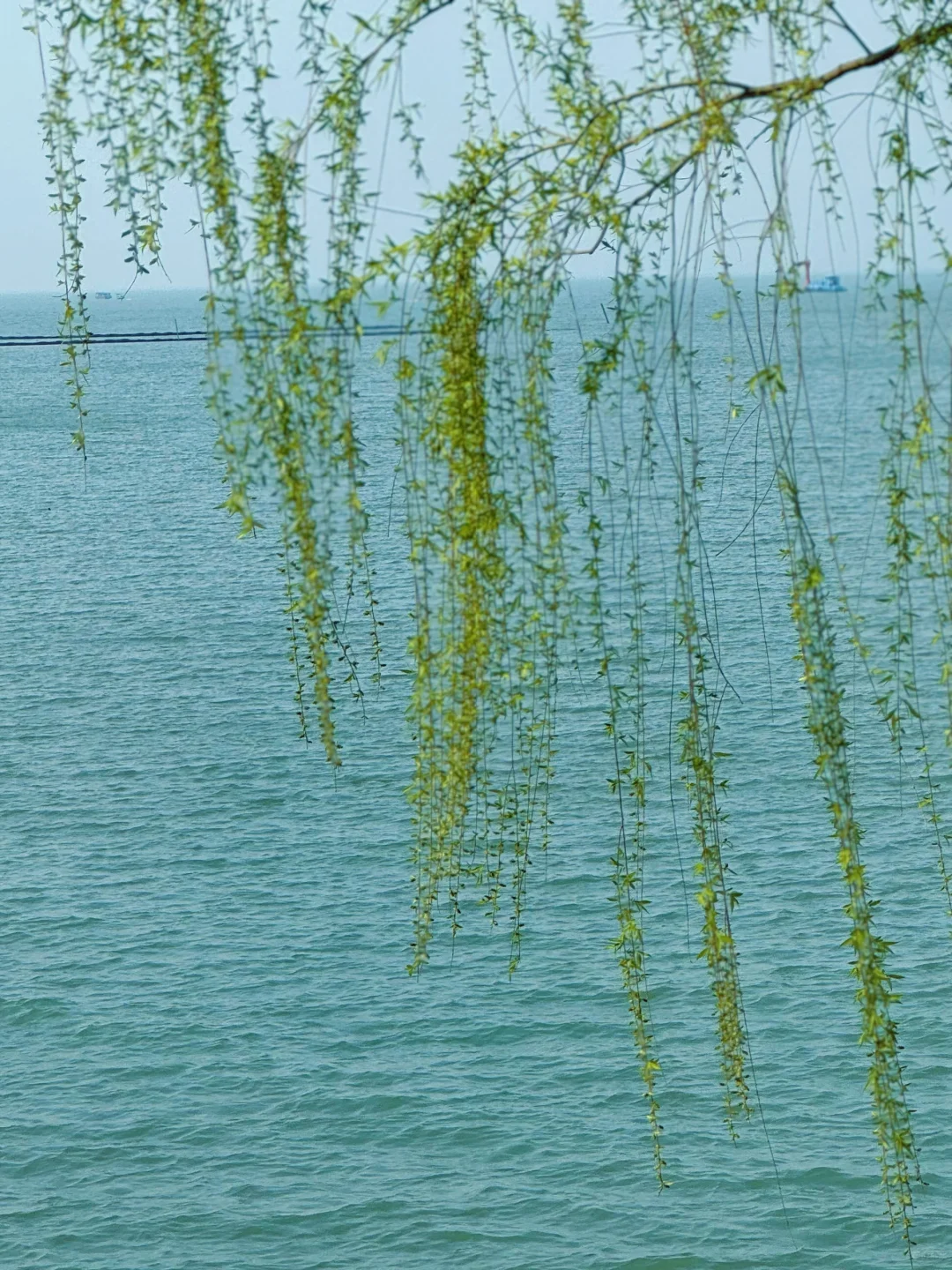捡春天🍃🌸