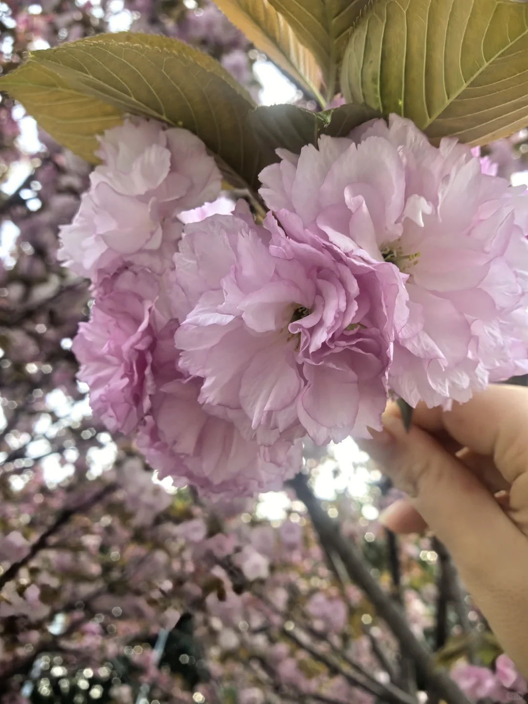 捡春天🍃🌸