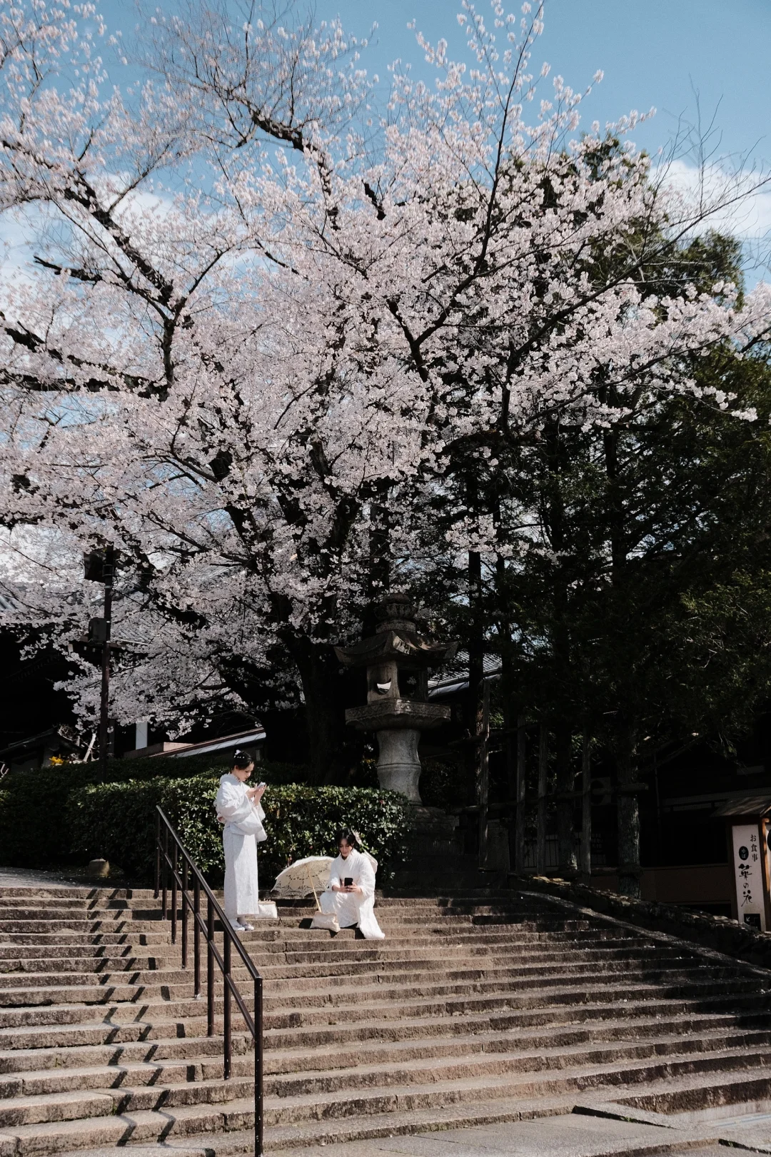京都｜ 一些樱花里的春和景明