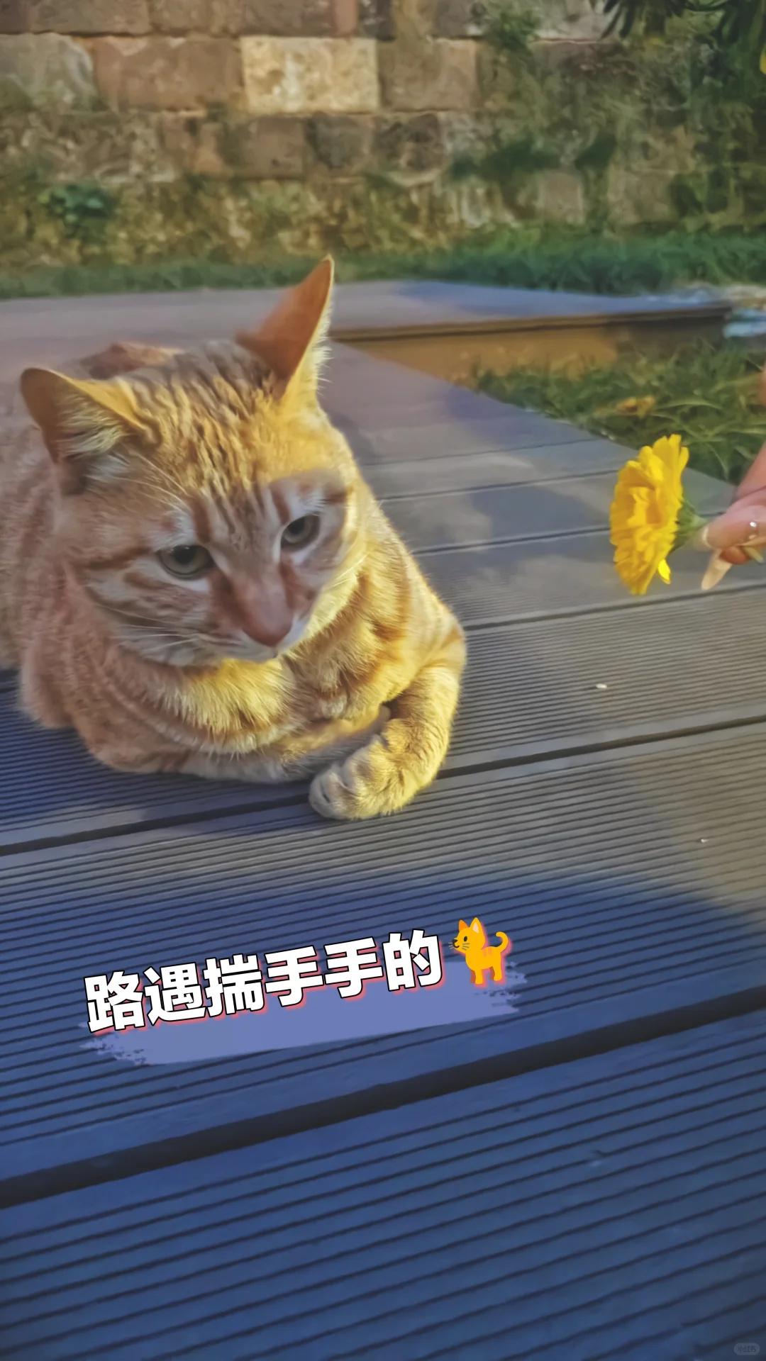浓缩就是金华