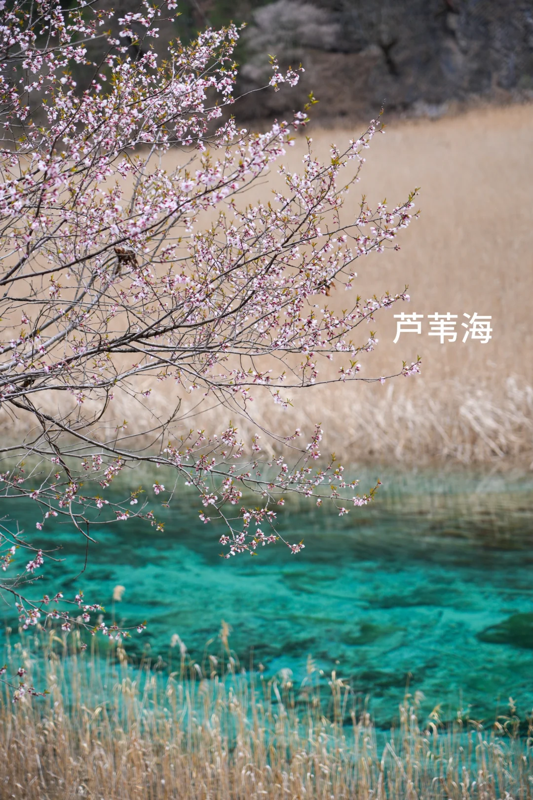 枯水期的九寨沟就这样玩