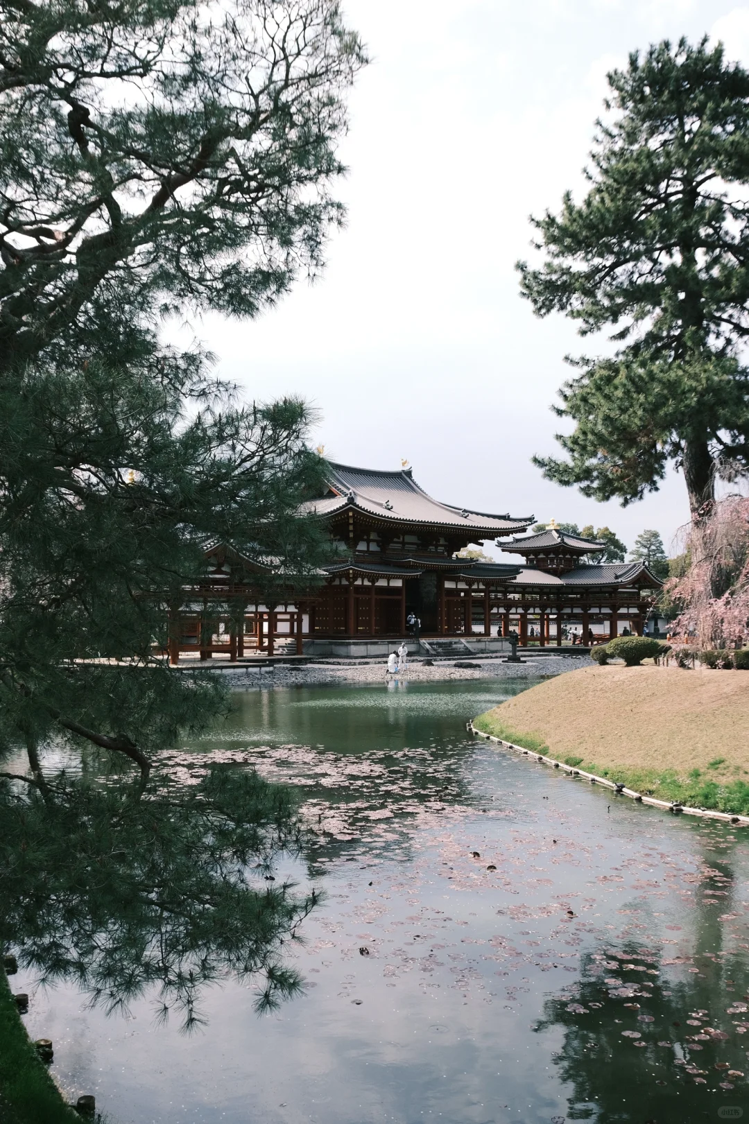 京都｜ 一些樱花里的春和景明