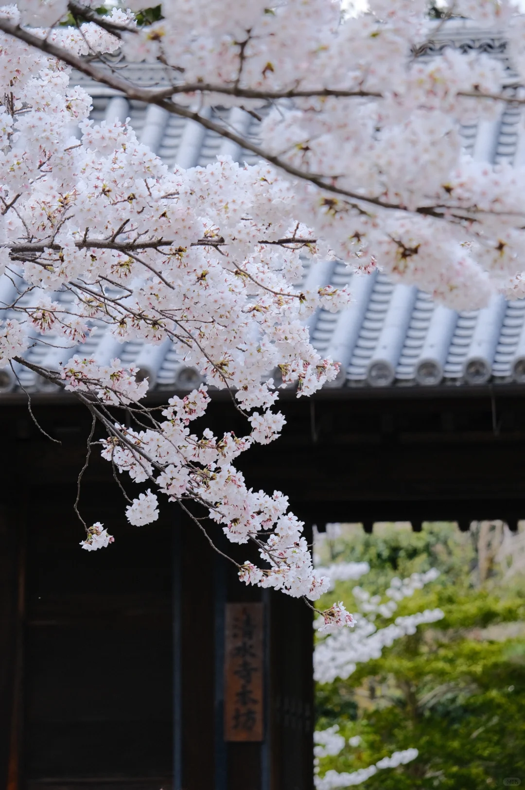 京都｜ 一些樱花里的春和景明