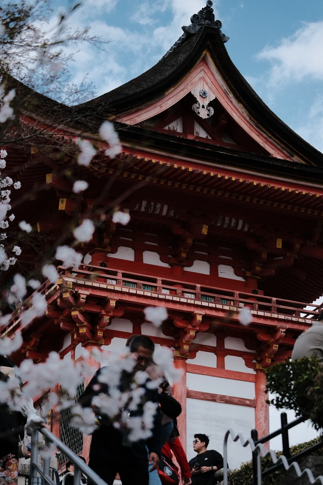 京都｜ 一些樱花里的春和景明