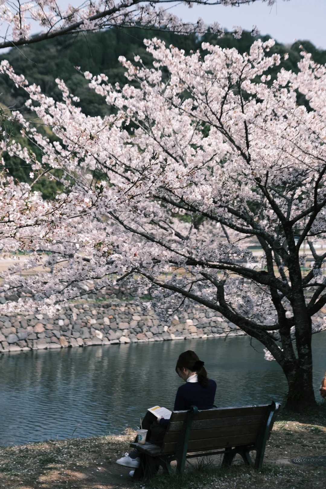 京都｜ 一些樱花里的春和景明