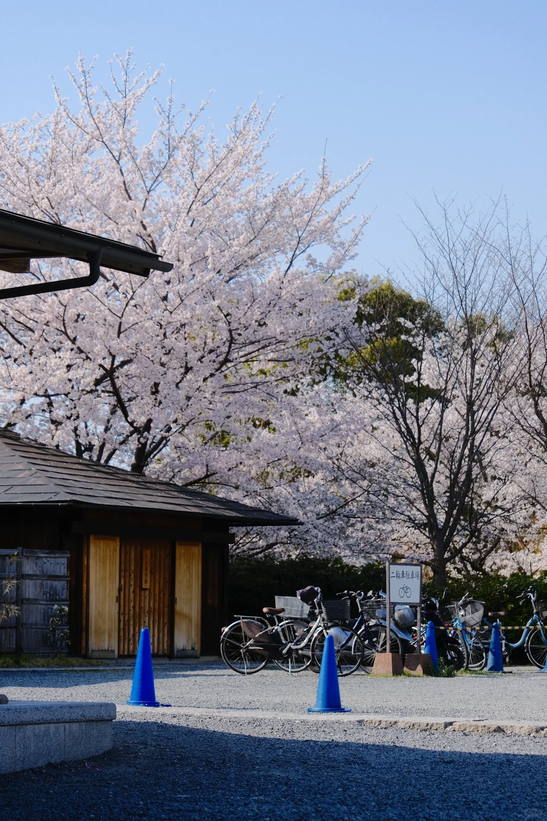 京都｜ 一些樱花里的春和景明